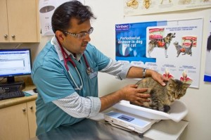 Dr.-Chaudhary-Examining-a-Feline-Patient.jpg